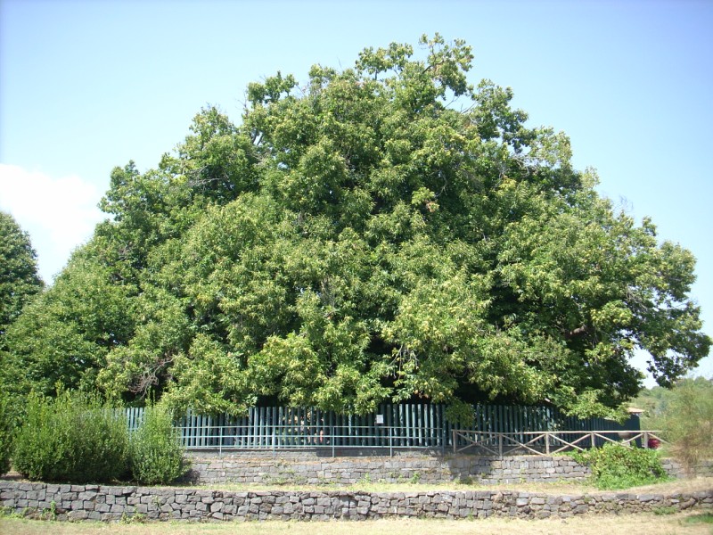 Castagni Sicilia